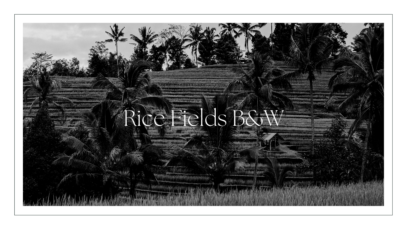 Bali Rice Fields B&W